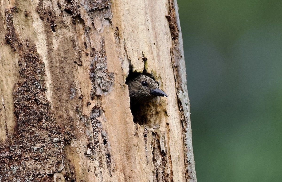 Zebra Woodpecker - ML638533255