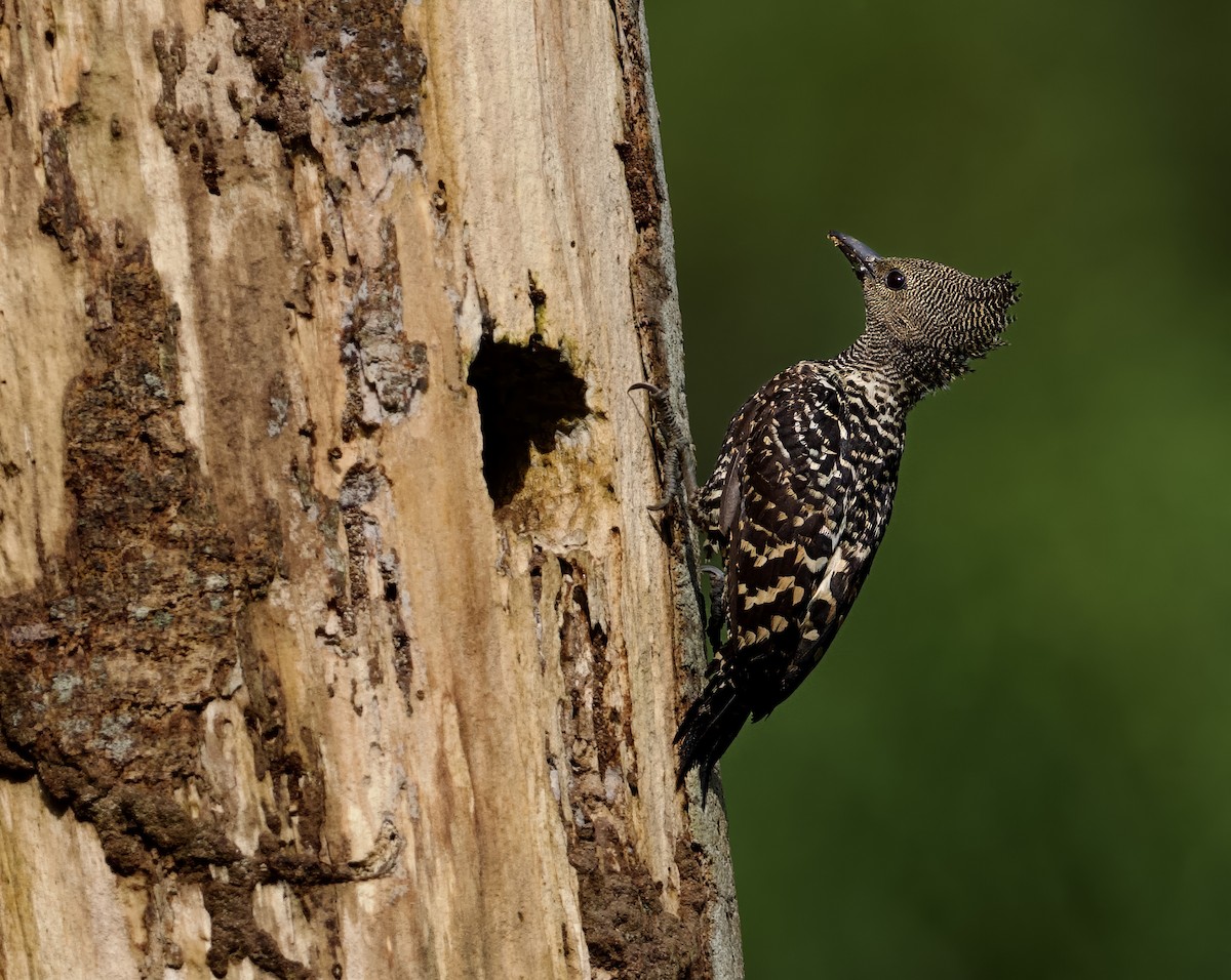 Zebra Woodpecker - ML638533256