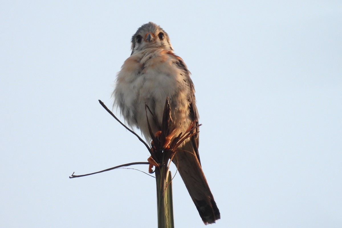American Kestrel - ML638533264