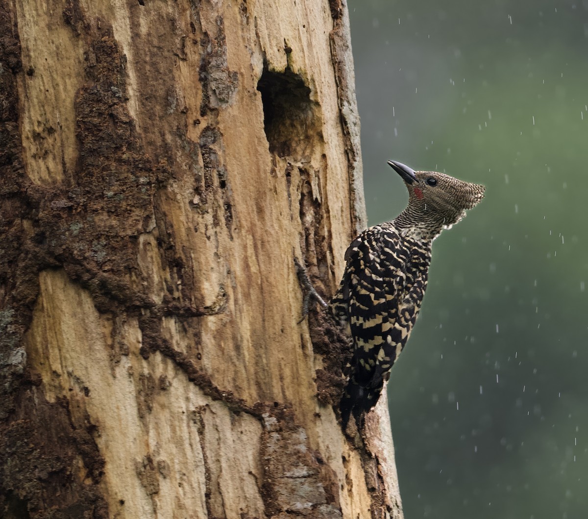 Zebra Woodpecker - ML638533278
