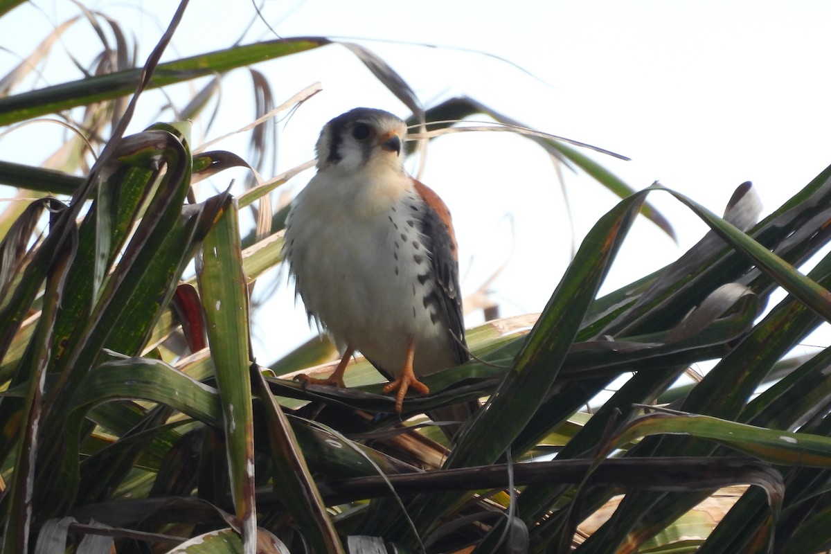 American Kestrel - ML638533284