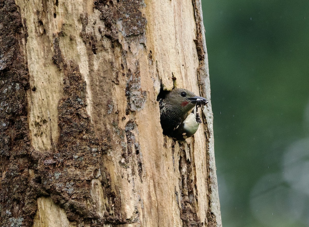 Zebra Woodpecker - ML638533292