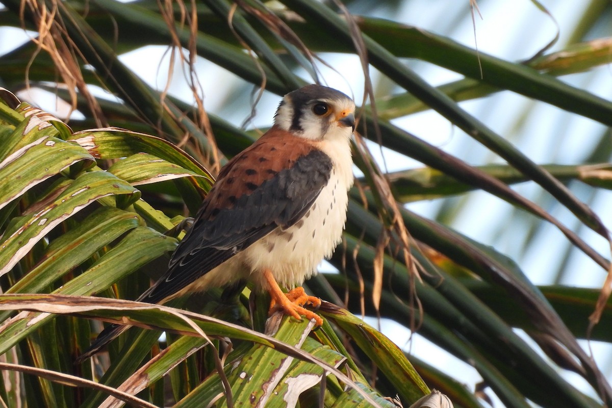 American Kestrel - ML638533298