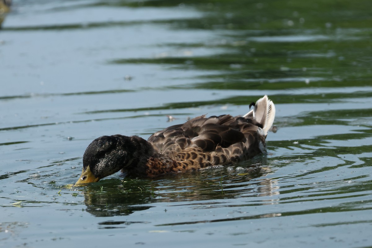 Mallard - ML638533319