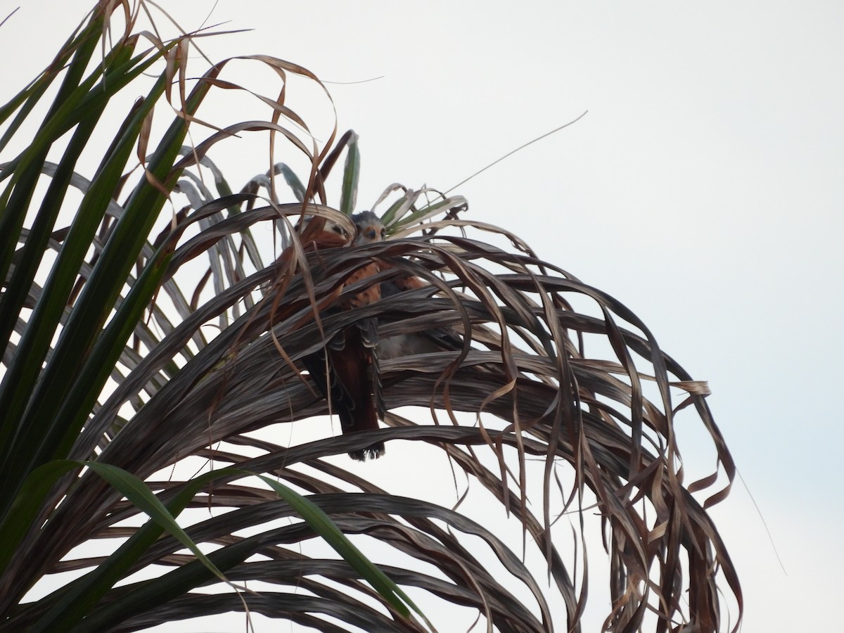 American Kestrel - ML638533333