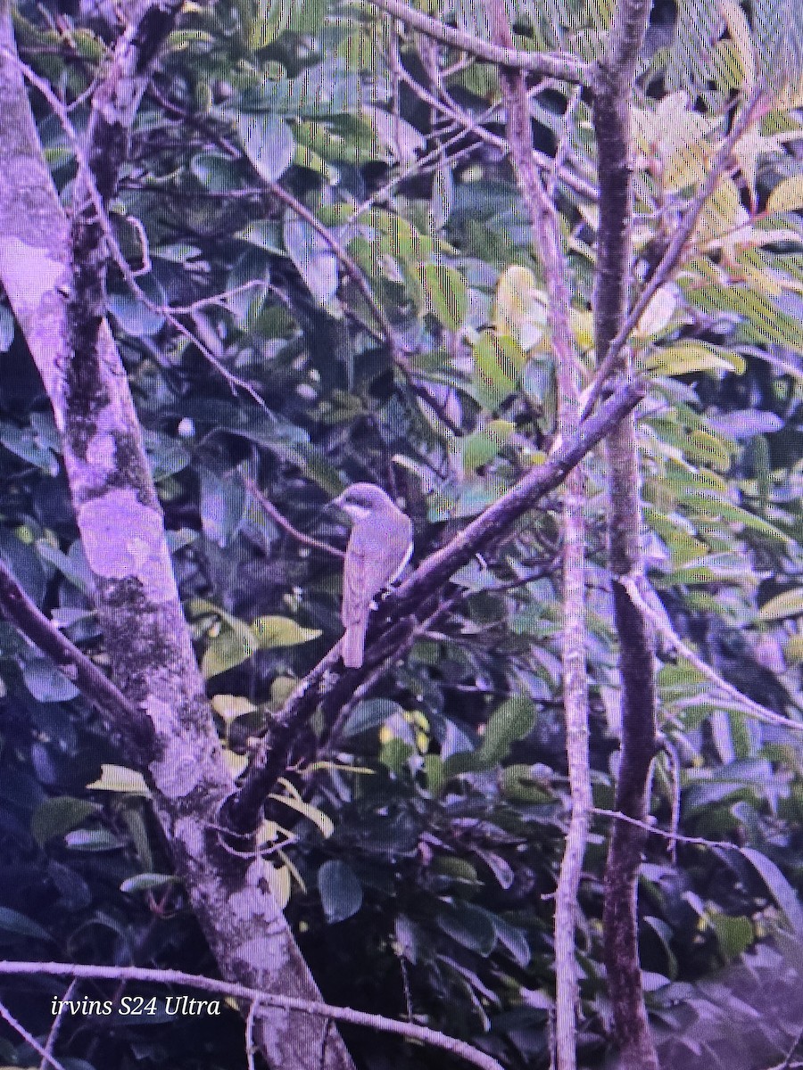Malabar Woodshrike - ML638533351