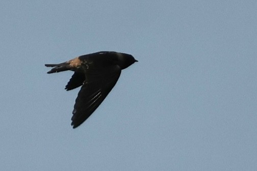Cliff Swallow - ML638533362