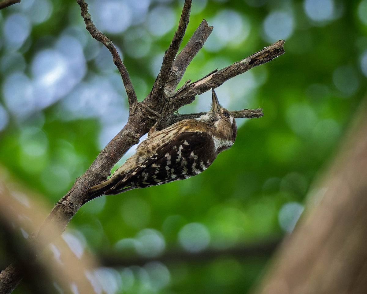 Japanese Pygmy Woodpecker - ML638533365