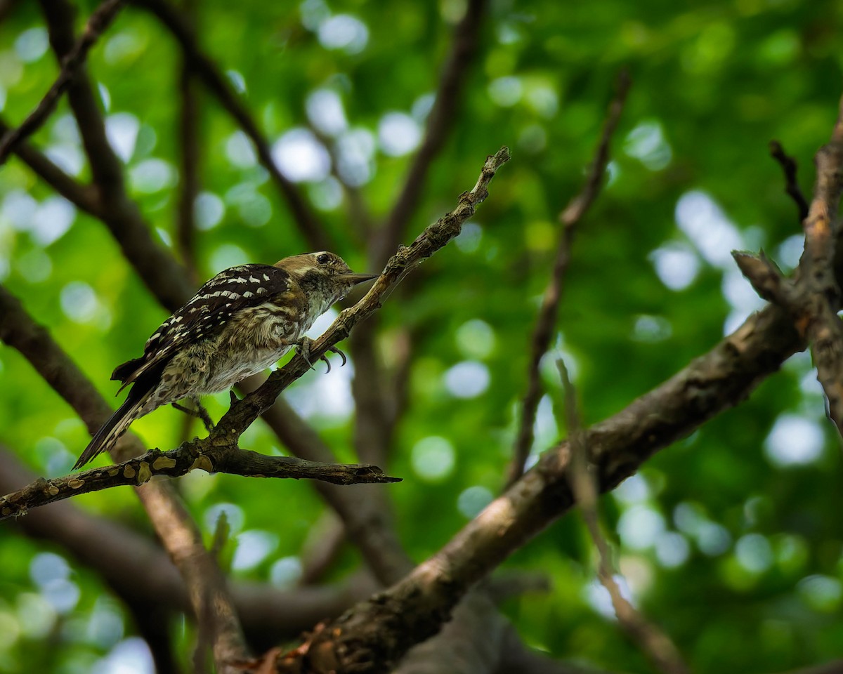 Japanese Pygmy Woodpecker - ML638533366