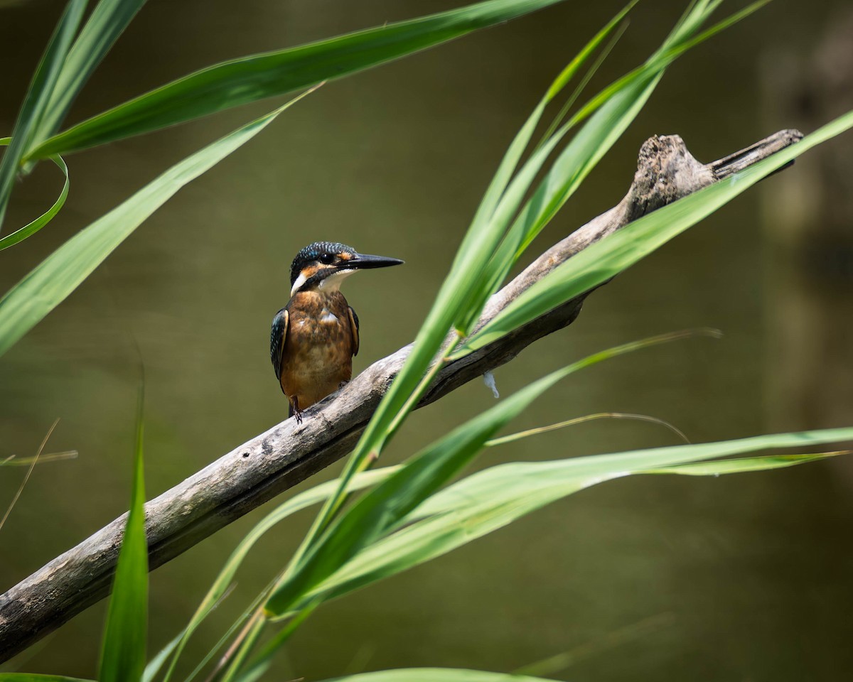 Common Kingfisher - ML638533369