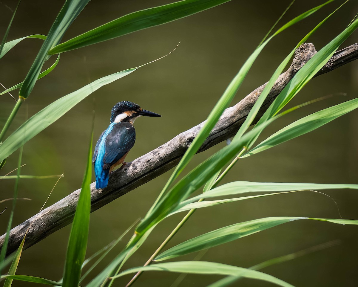 Common Kingfisher - ML638533370