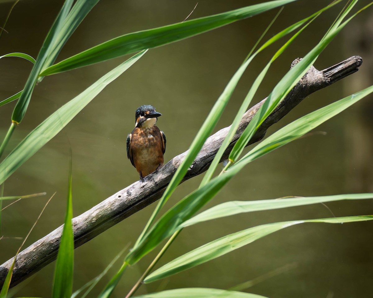 Common Kingfisher - ML638533371