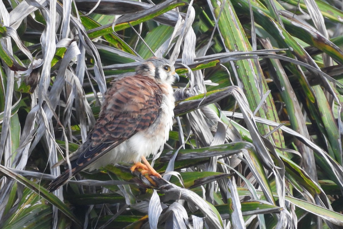 American Kestrel - ML638533382