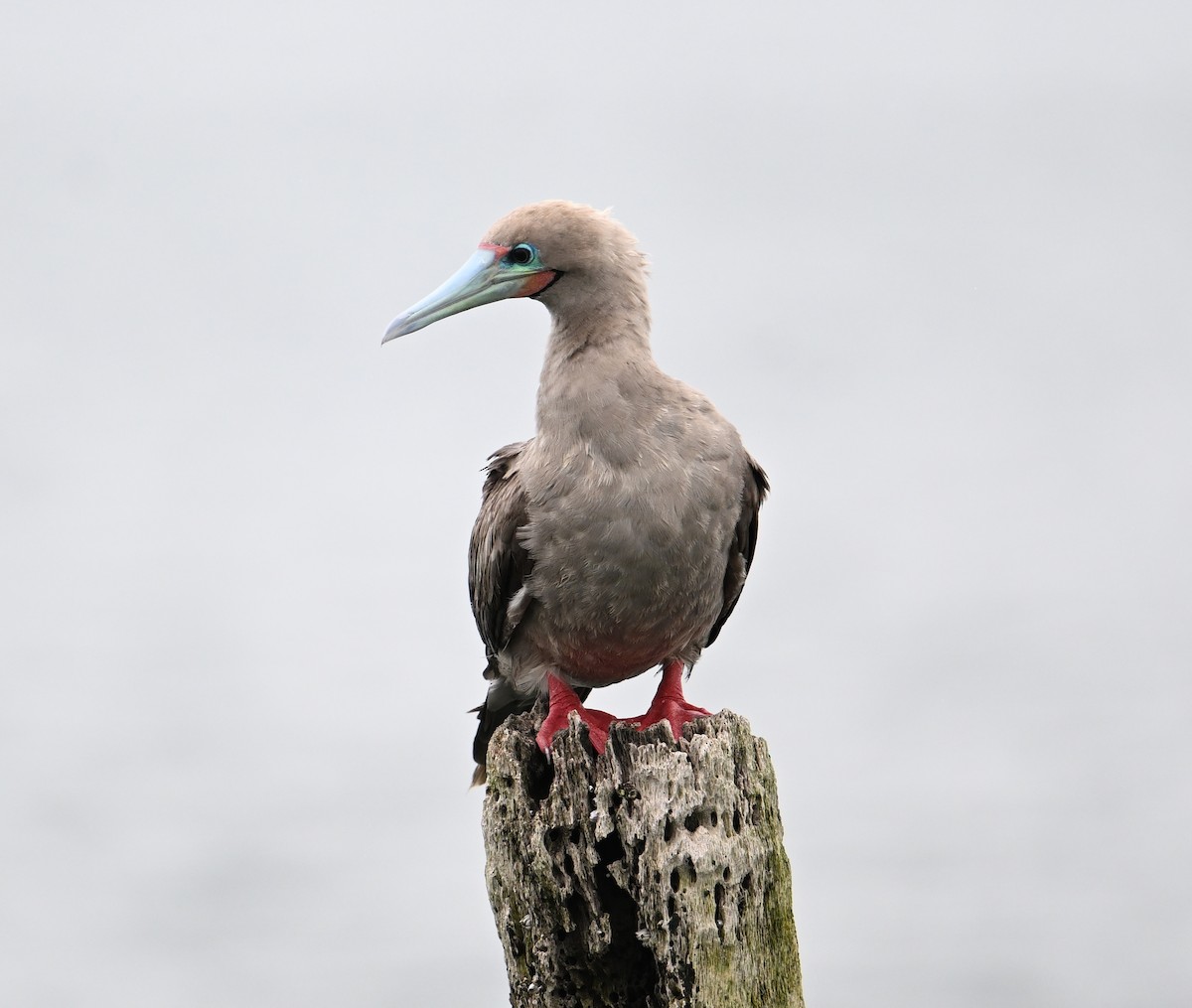 Red-footed Booby (Indopacific) - ML638533383
