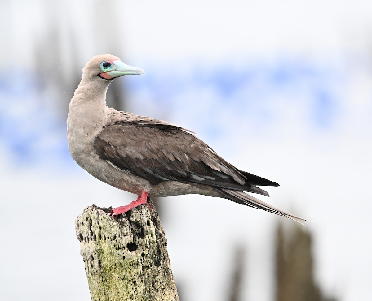 Red-footed Booby (Indopacific) - ML638533385