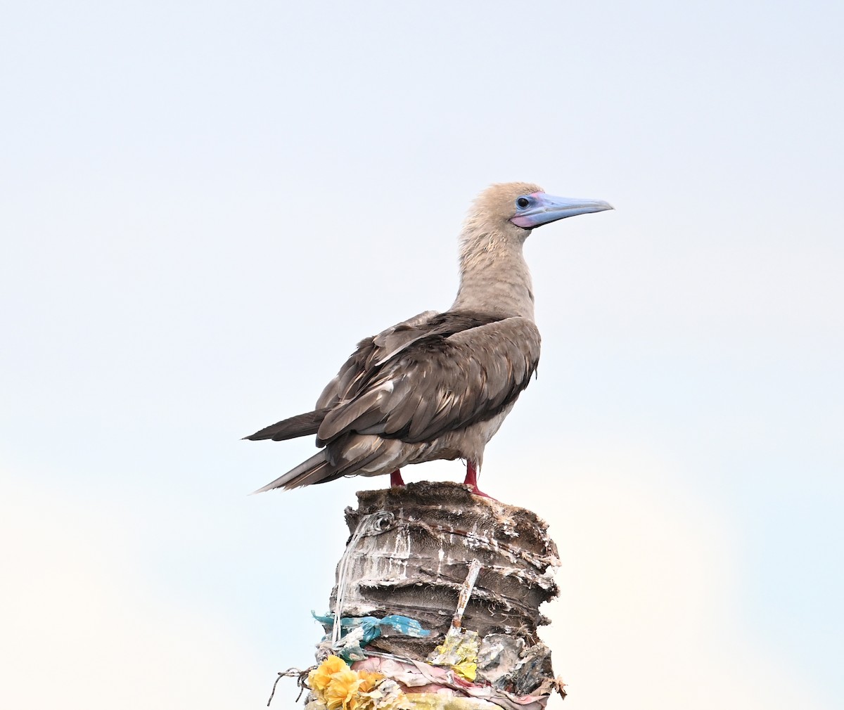 Red-footed Booby (Indopacific) - ML638533390