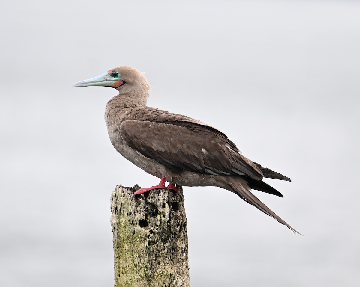 Red-footed Booby (Indopacific) - ML638533391