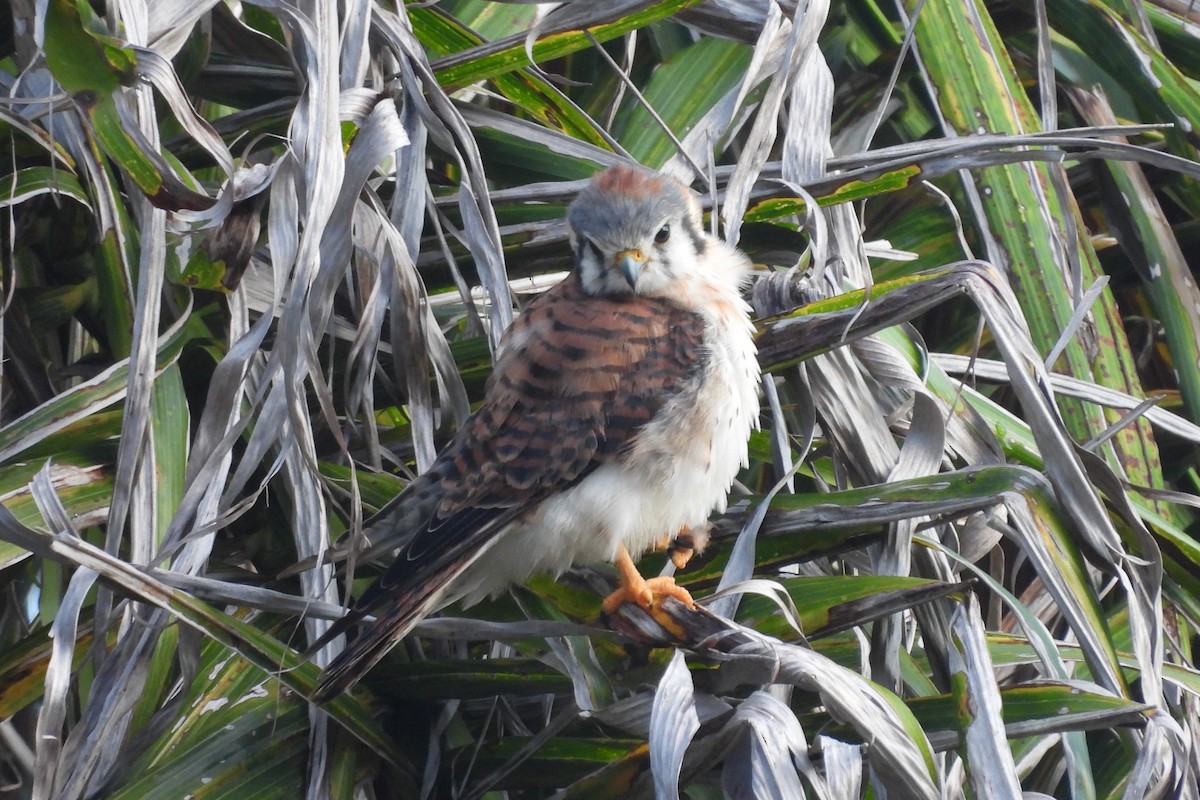 American Kestrel - ML638533392