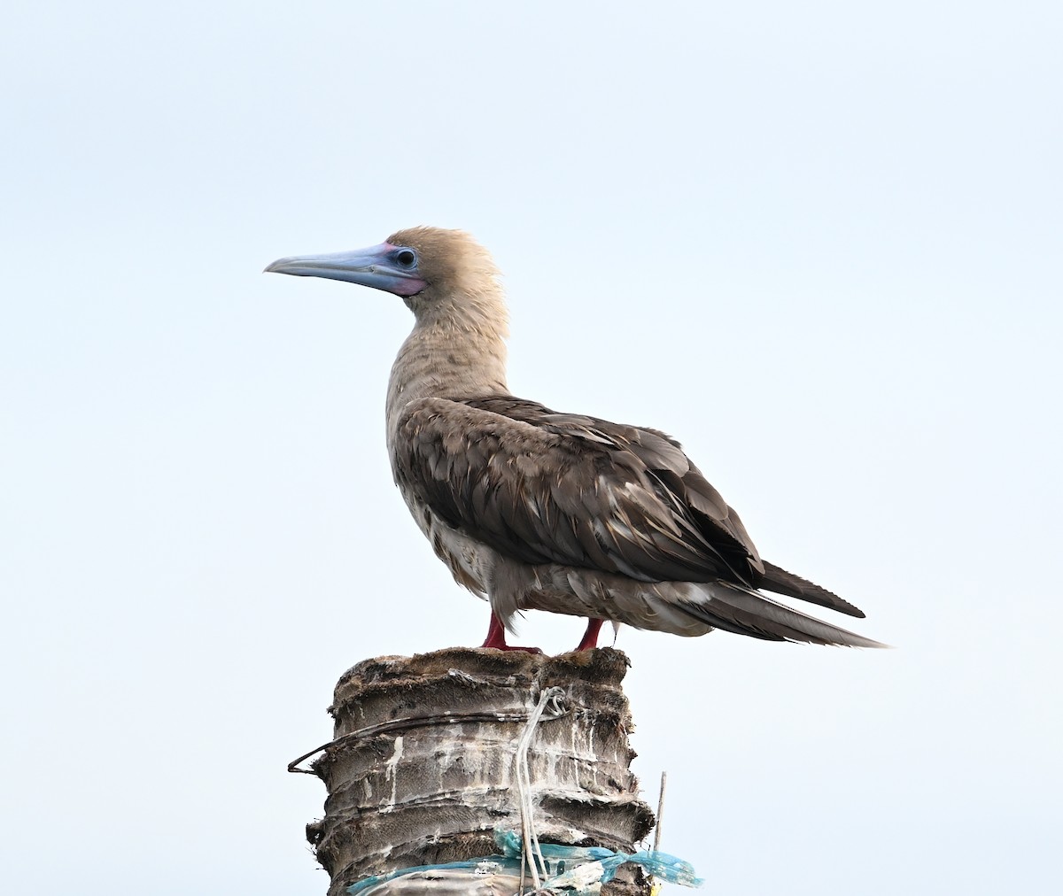 Red-footed Booby (Indopacific) - ML638533394