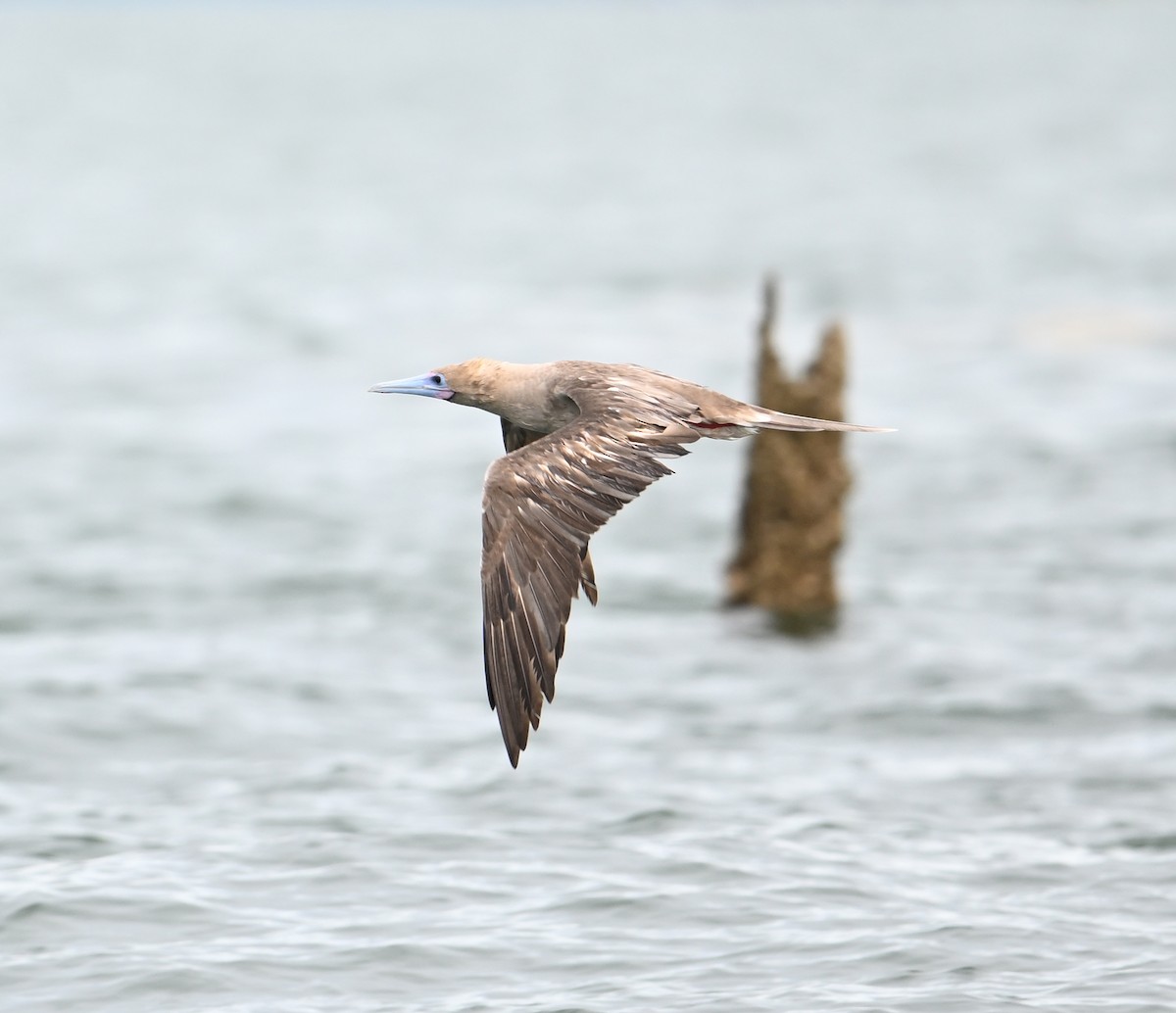 Red-footed Booby (Indopacific) - ML638533399
