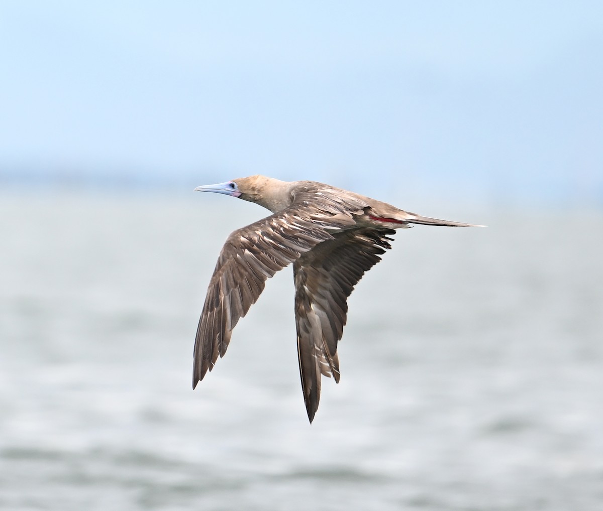 Red-footed Booby (Indopacific) - ML638533400