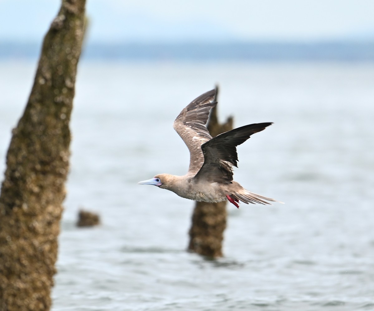 Red-footed Booby (Indopacific) - ML638533406