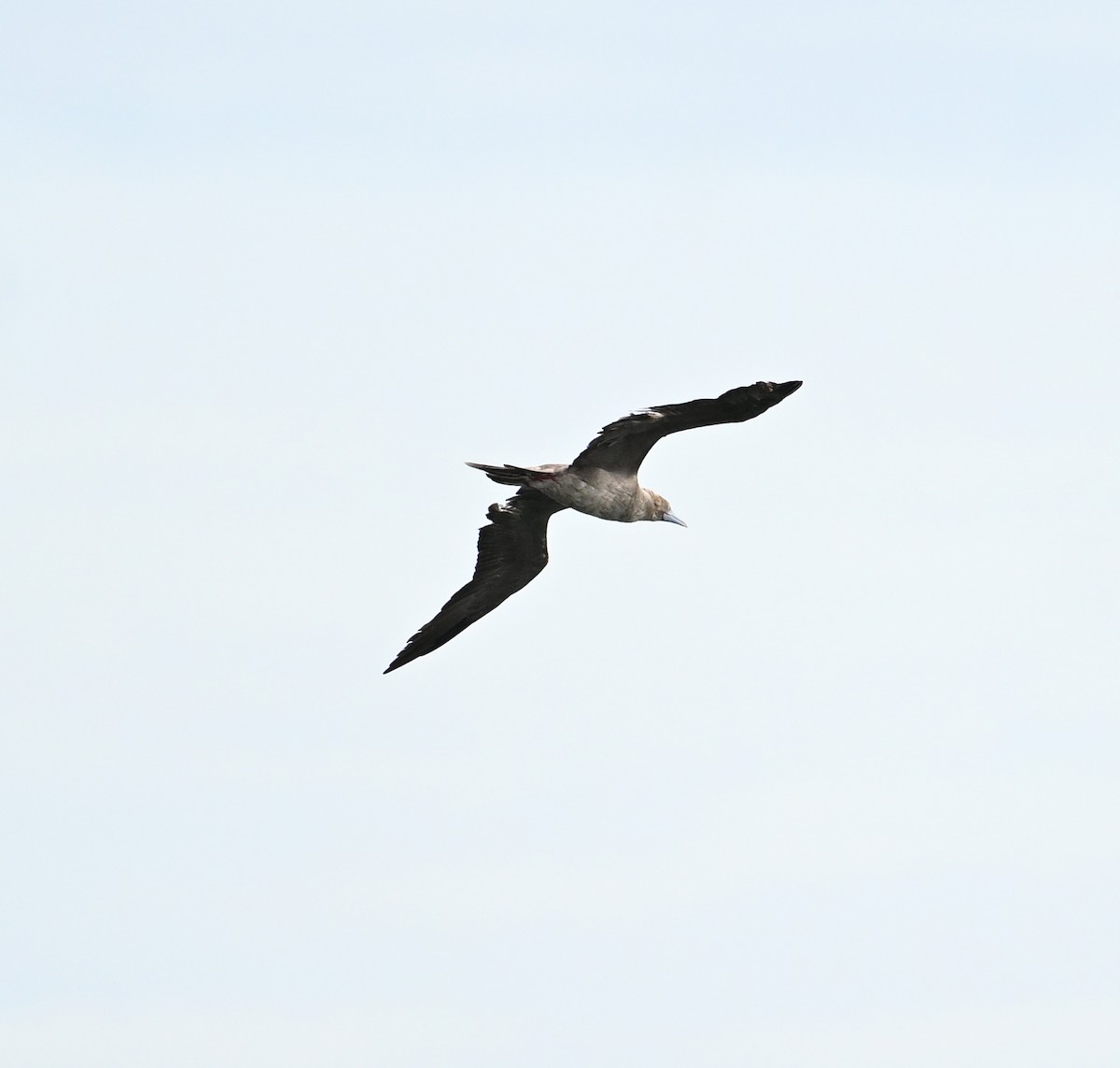 Red-footed Booby (Indopacific) - ML638533409