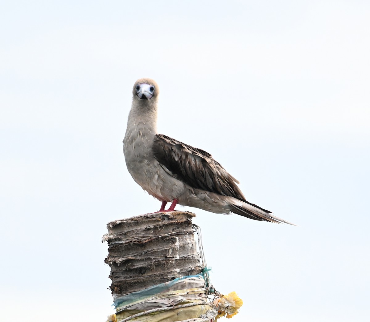 Red-footed Booby (Indopacific) - ML638533436