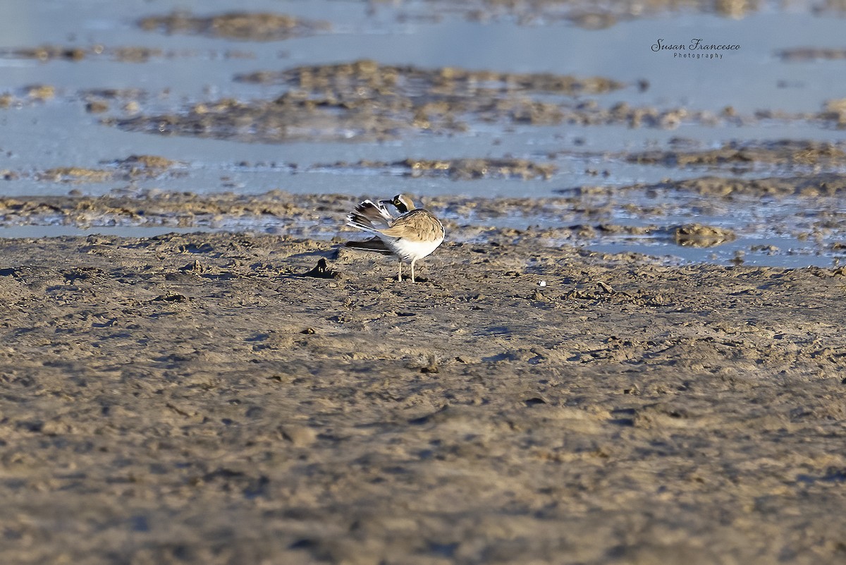 Little Ringed Plover (curonicus) - ML638533441