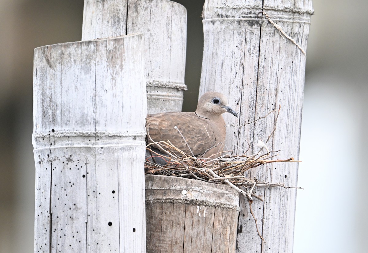 Red Collared-Dove - ML638533448