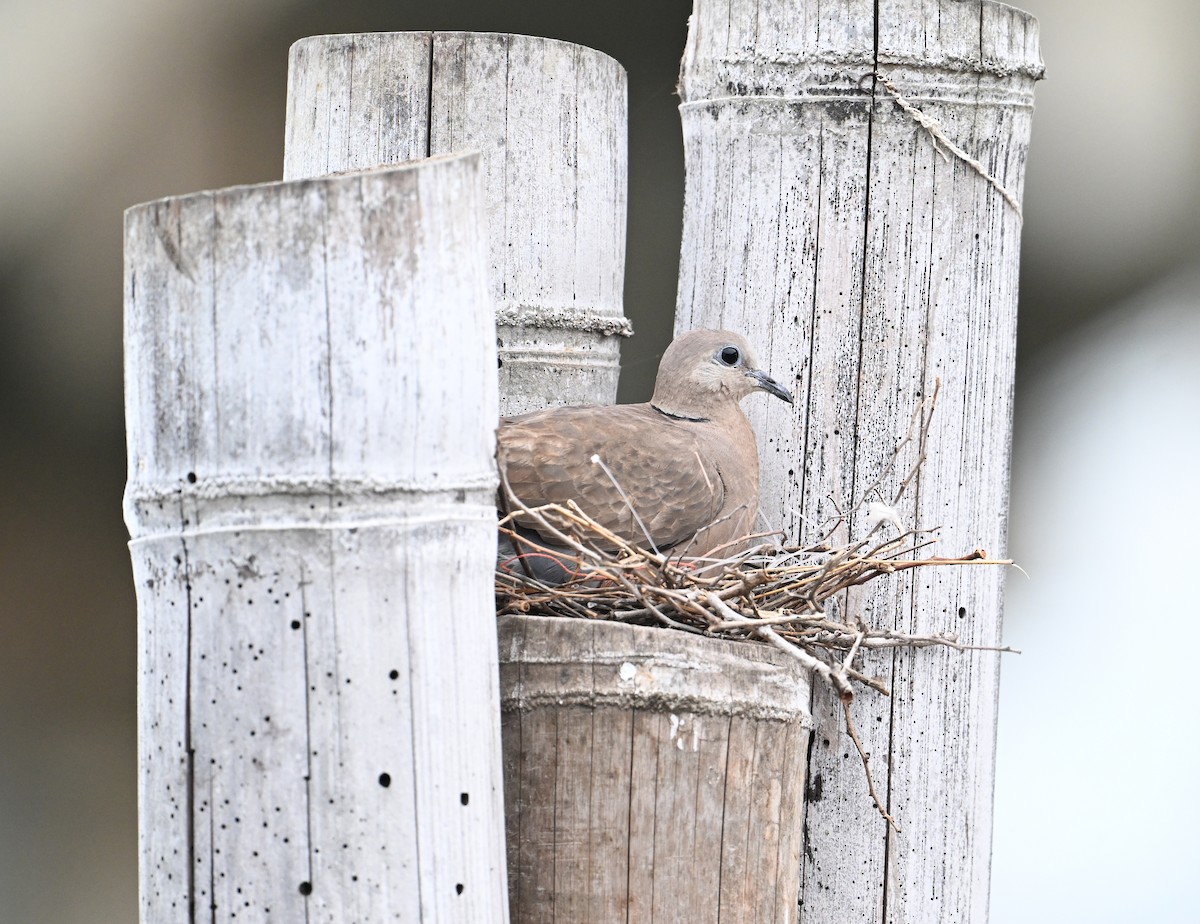 Red Collared-Dove - ML638533449