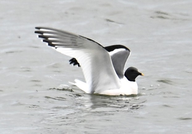 Sabine's Gull - ML638533461