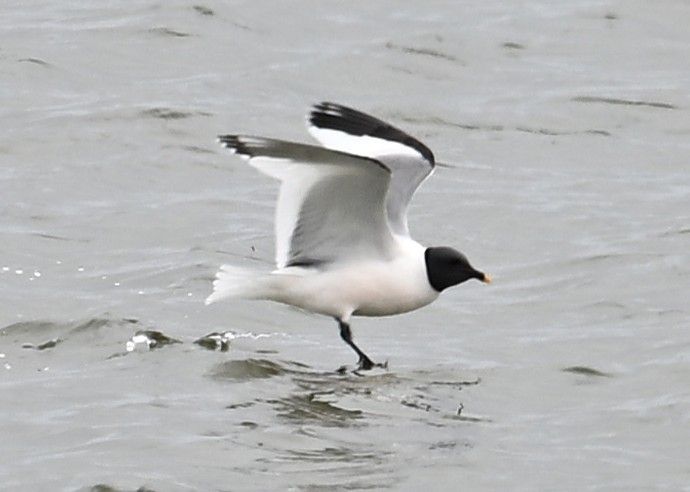 Sabine's Gull - ML638533462