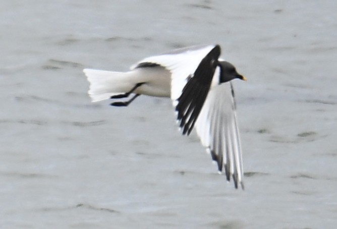 Sabine's Gull - ML638533463