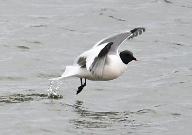 Sabine's Gull - ML638533464