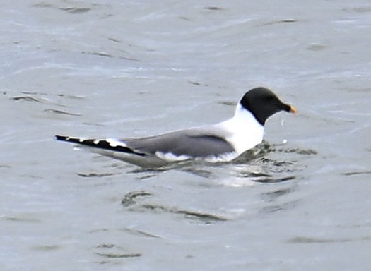 Sabine's Gull - ML638533465