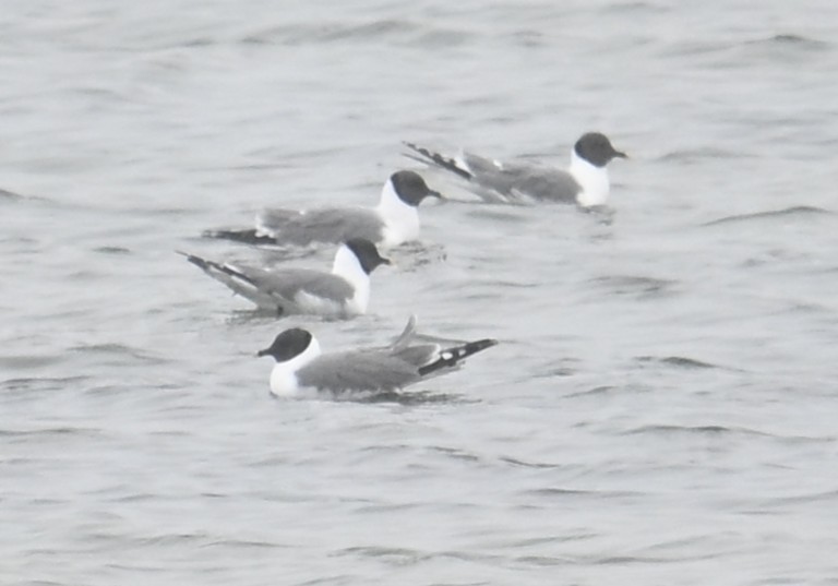 Sabine's Gull - ML638533469