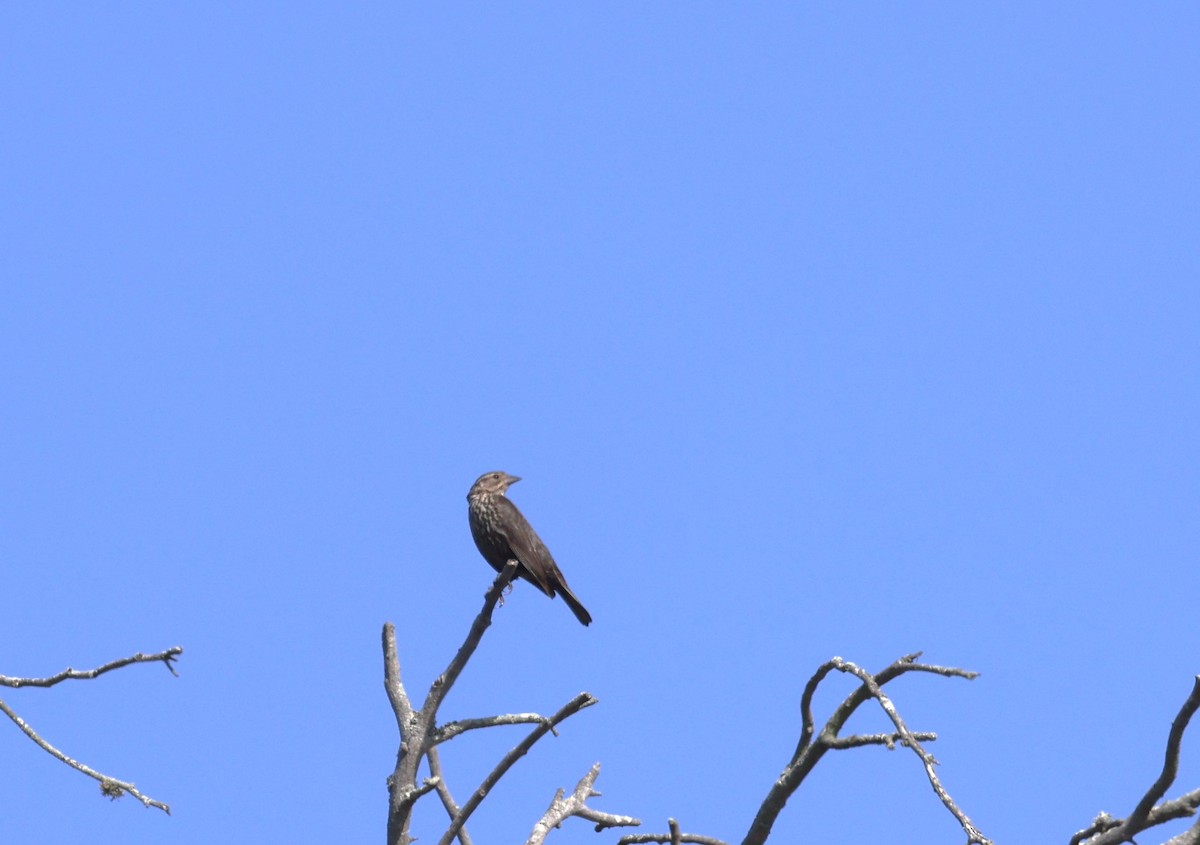 Red-winged Blackbird - ML638533489