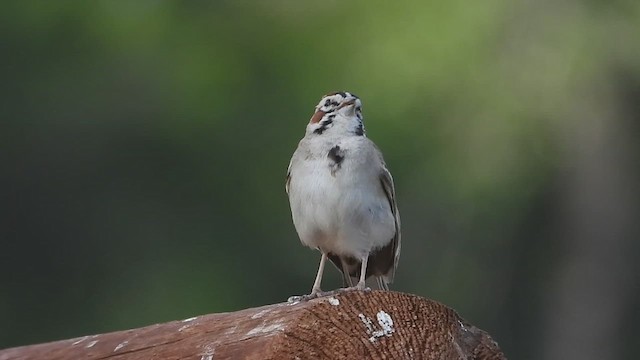 ヒバリヒメドリ - ML638533641