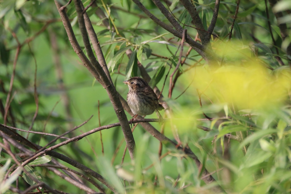 Vesper Sparrow - ML638533658
