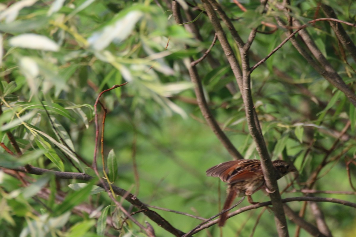 Vesper Sparrow - ML638533659