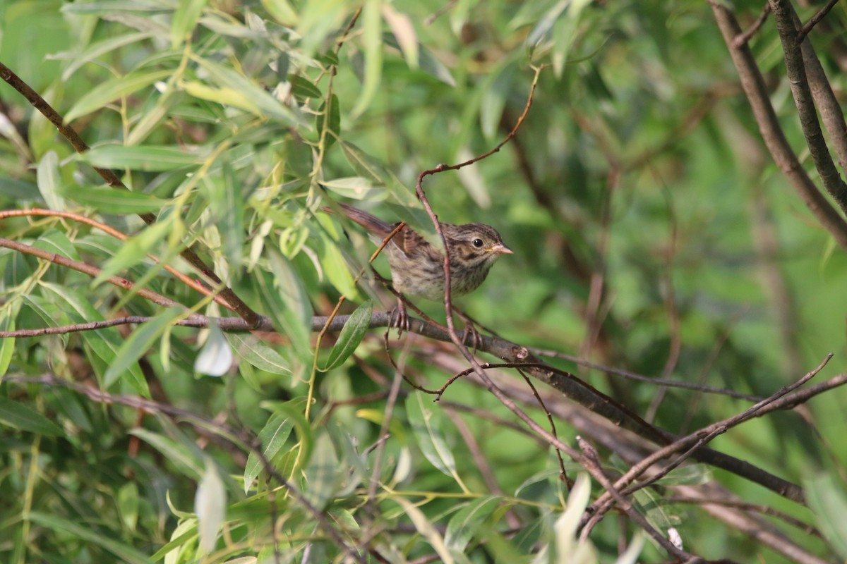 Vesper Sparrow - ML638533660