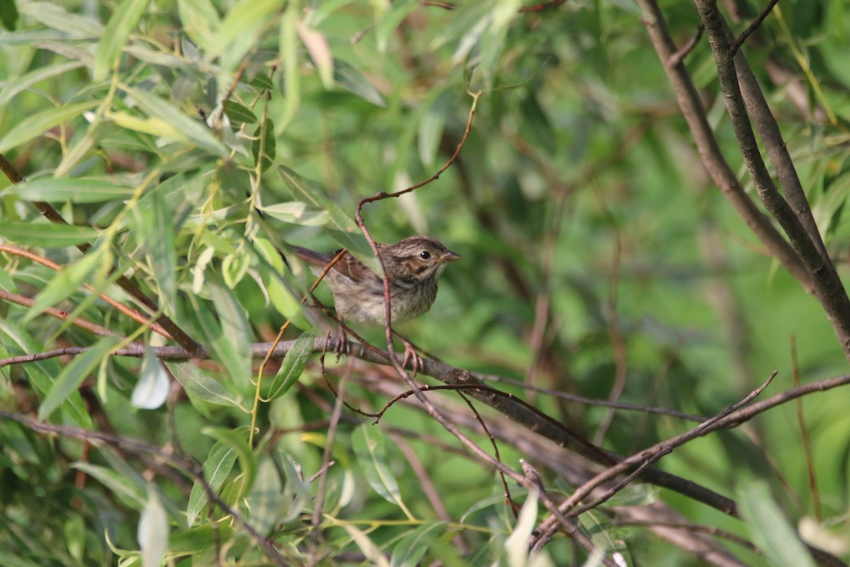 Vesper Sparrow - ML638533661
