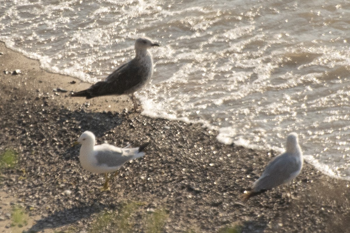 Lesser Black-backed Gull - ML638533713