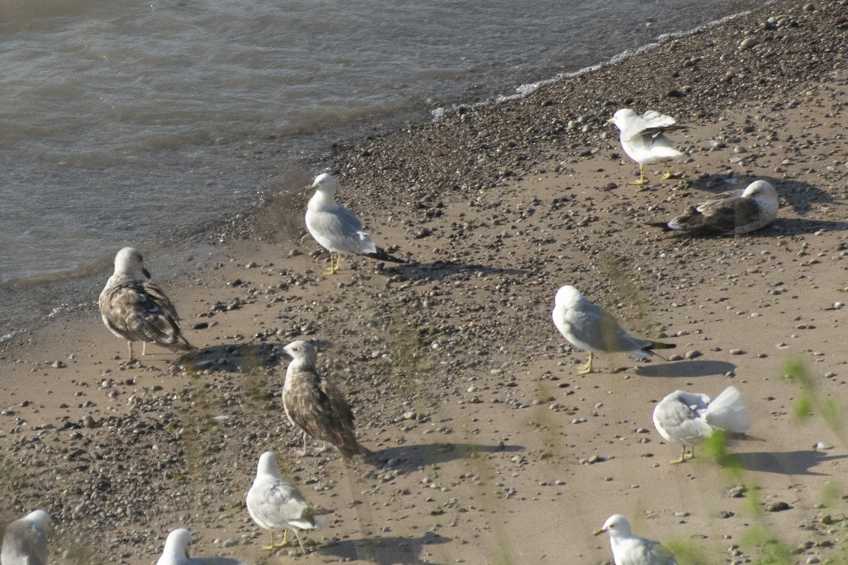 Lesser Black-backed Gull - ML638533714