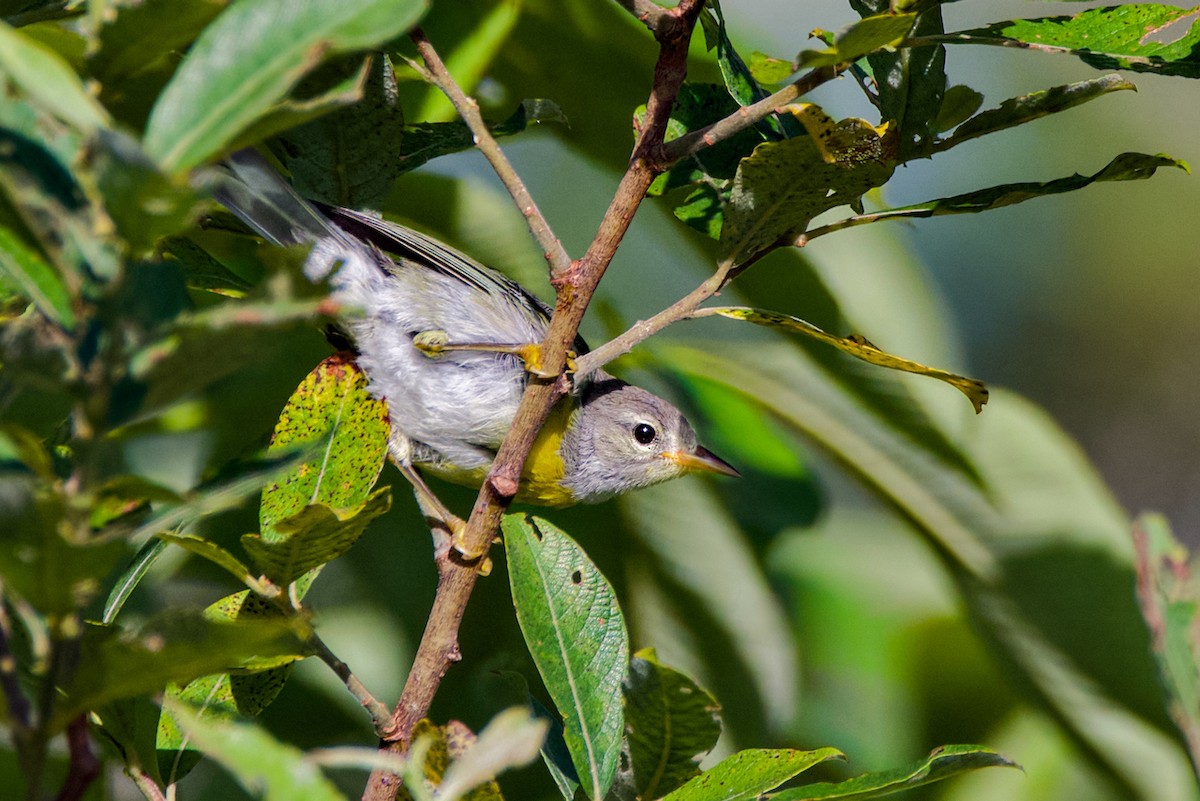 Northern Parula - ML638533766
