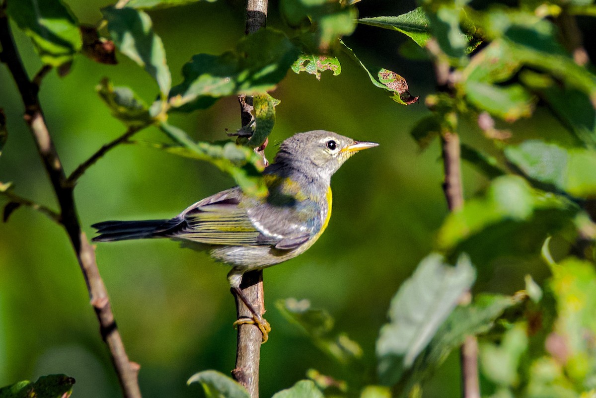 Northern Parula - ML638533767