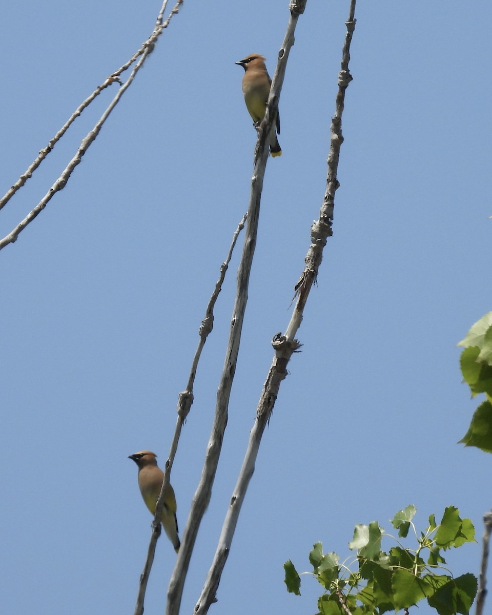 Cedar Waxwing - ML638533796