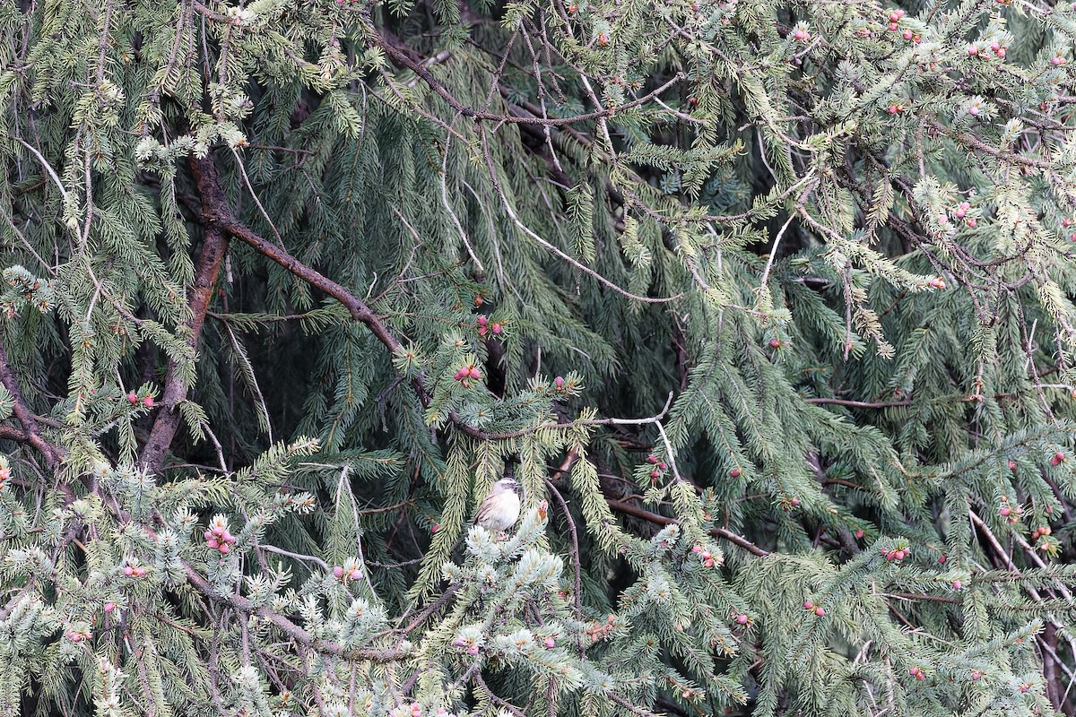 Black-throated Accentor - ML638533806