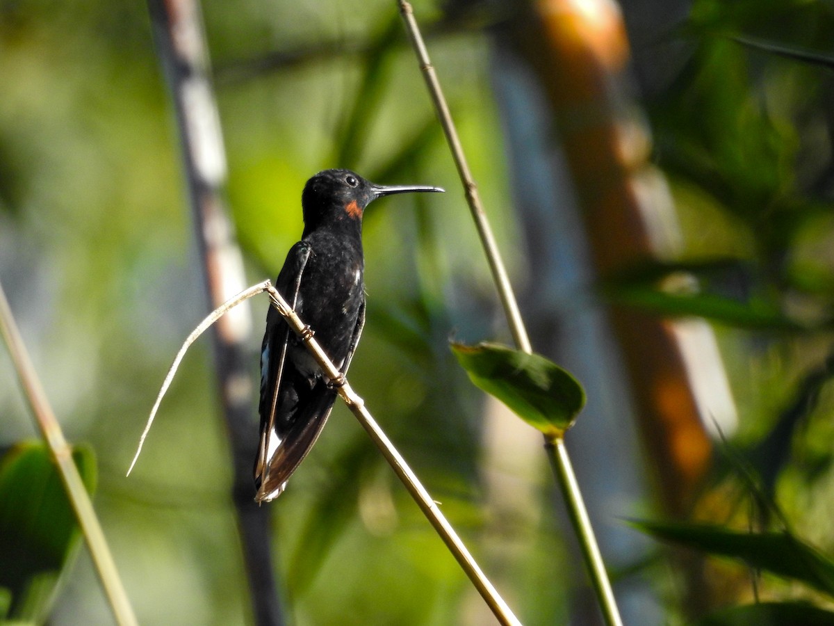 Black Jacobin - ML638533810